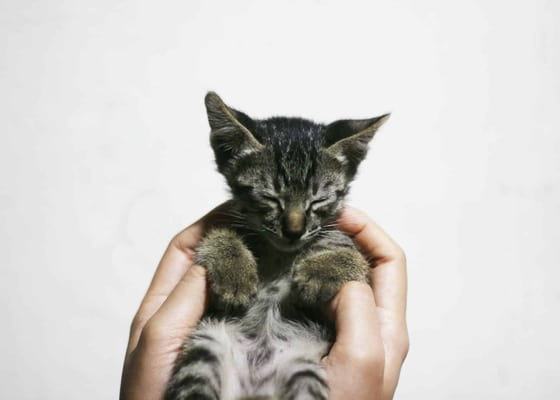 Popüler Erkek Kedi İsimleri ve Dişi Kedi İsimleri Önerileri