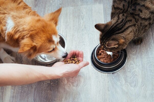 Veterinerlerin Önerisi En İyi Kedi ve Köpek Mamaları