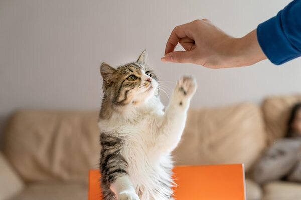 Kedi Hastalıklarına Karşı Vitaminler ve 10 En İyi Kedi Vitamini
