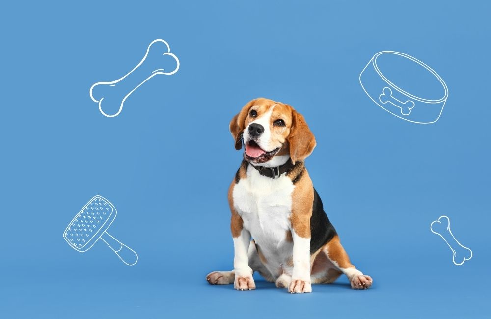 Beagle Köpekleri İçin Uygun Mama Seçimi: Sağlıklı Beslenme İpuçlar