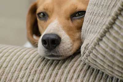 Apartman Yaşamına En Uygun Köpek Cinsleri Hangileridir?