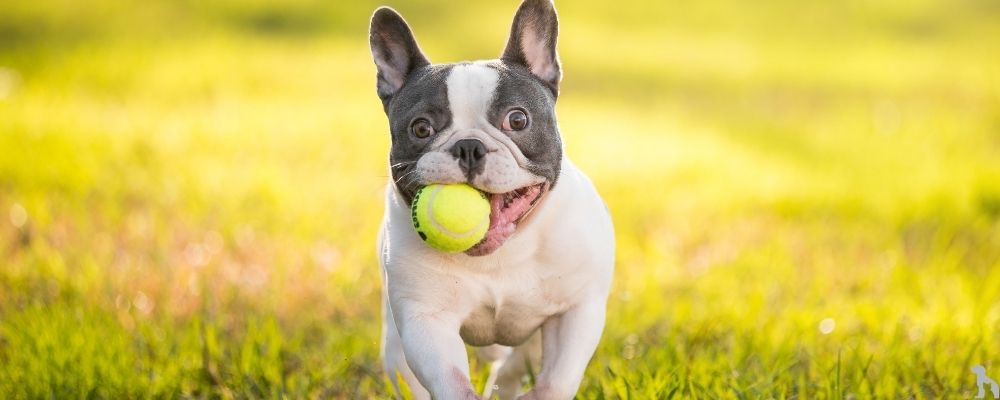 Fransız Bulldog'lar İçin Beslenme Rehberi: Sağlıklı Bir Yaşam İçin En İyi Mama Seçenekleri