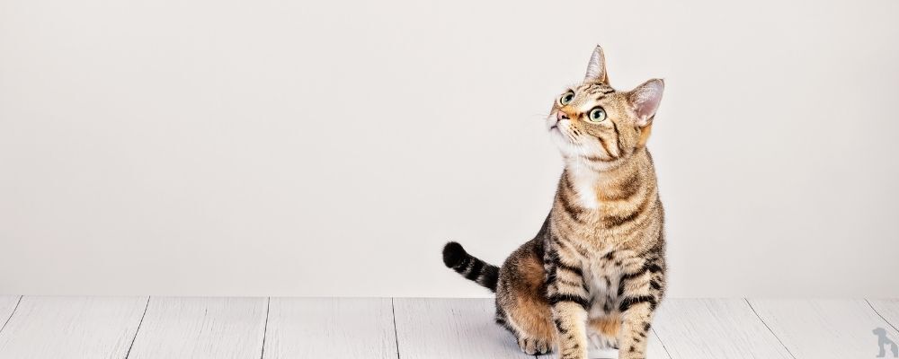 Kedi Maması Seçimi: Kediler İçin En İyi Beslenme Rehberi