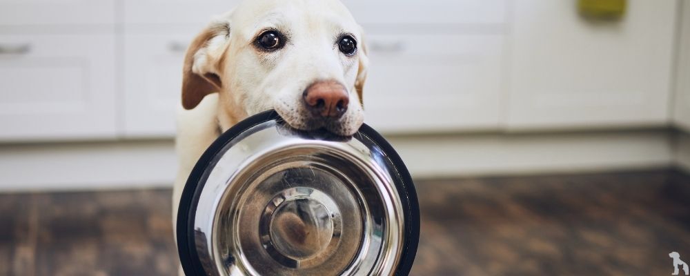 Köpek Konserve Mamalarının Avantajları