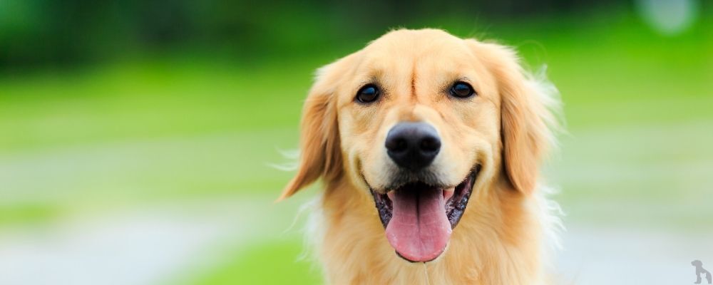 Golden Retriever'lar İçin Beslenme Rehberi: Sağlıklı ve Mutlu Bir Yaşam İçin En İyi Mama Seçenekleri