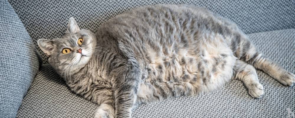 Light Kedi Mamaları: Uygun Kilo Kontrolü