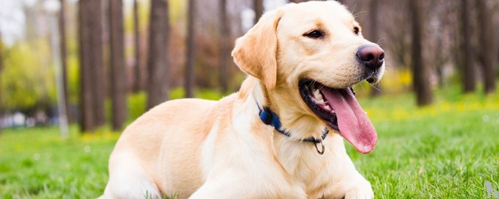 Labrador Retriever'lar İçin İdeal Mama Seçimi: Sağlık Ve Enerji Dolu Bir Diyet
