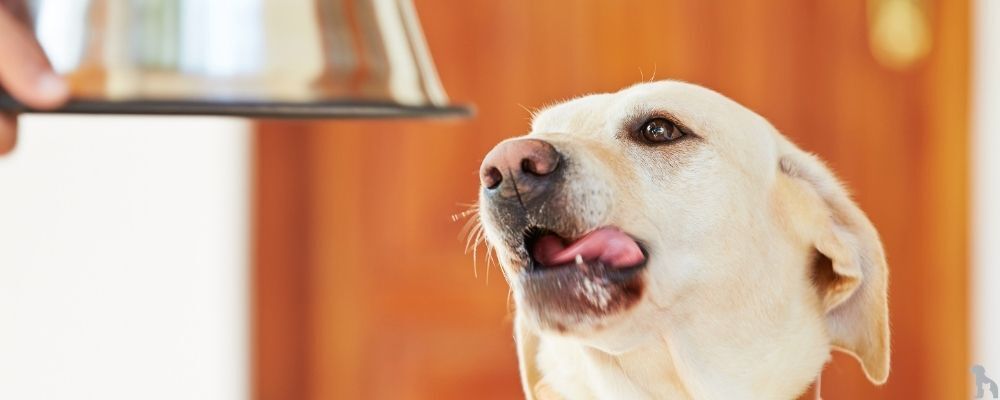 Yetişkin Köpekler İçin Konserve Mama Önerileri