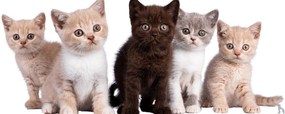 Yavru Kedi Maması: Küçük Patiler İçin İdeal Beslenme