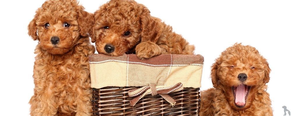Poodle (Kaniş) Köpekleri İçin Beslenme Rehberi: Sağlıklı Ve Aktif Bir Yaşam İçin Mama Önerileri