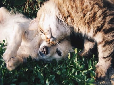 Köpek ile Kedi Aynı Evde Beslenir Mi?