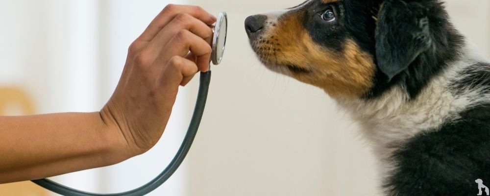 Veteriner Önerisiyle Köpek Mamaları