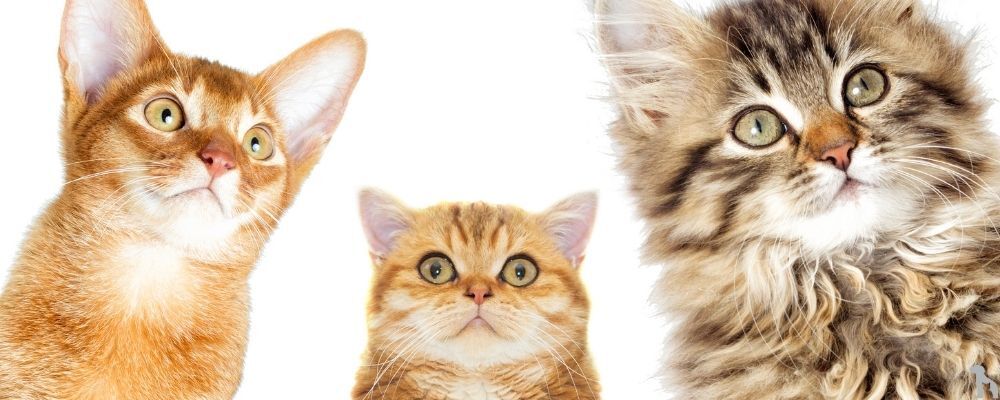 Yaşa Göre En Çok Tercih Edilen Kedi Mamaları