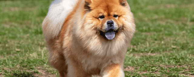 Çin Aslanı (Chow Chow) İçin En İyi 5 Mama Tavsiyesi (2025)