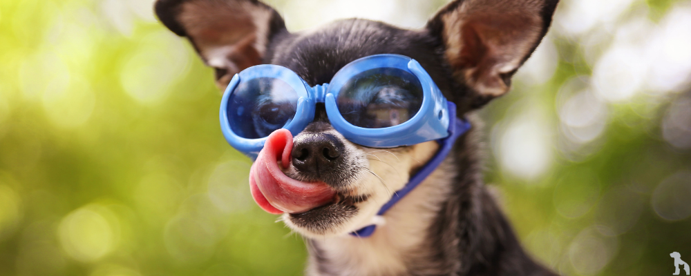 Chihuahua Cinsi Köpekler İçin En İyi 5 Mama (2025) - Chihuahua’lar İçin Beslenme Sırları