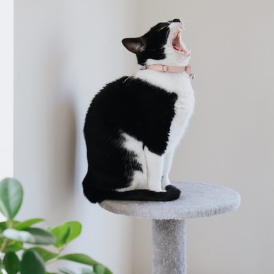 Ev İçerisinde Kediler ile Alakalı Sık Karşılaşılan Sorunlar ve Çözümleri