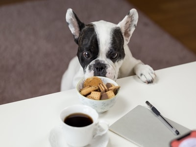 Köpeklerin Asla Tüketmemesi Gereken, Köpeklere Yasak Besinler Hangileridir?