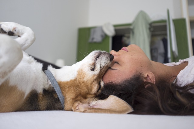 Köpekler Sahiplerine Olan Sevgilerini Nasıl Belli Ederler?