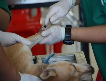 Köpeklerde Kısırlaştırma Ameliyatı Hakkında Merak Edilenler!