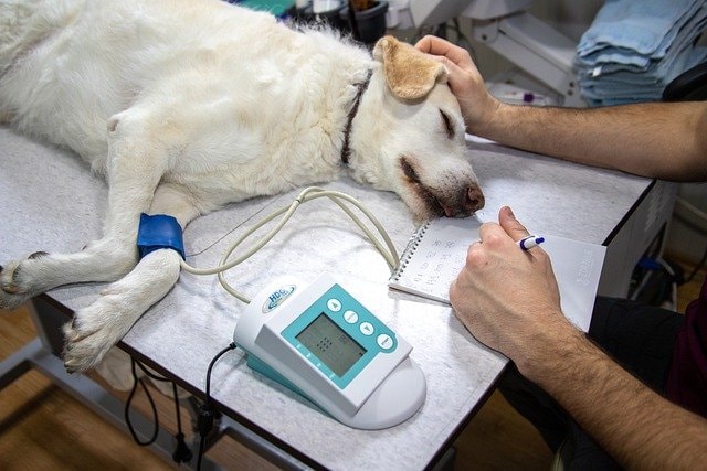 Köpeklerde Görülen Bulaşıcı ve Tehlikeli 4 Hastalık