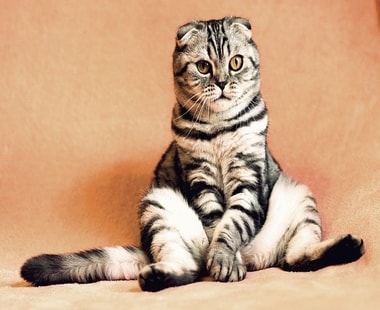 Kediler Hakkında Az Bilinen 15 İlginç Bilgi!