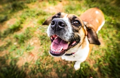Köpeklerde Ağız ve Diş Bakımı İçin Önemli Detaylar