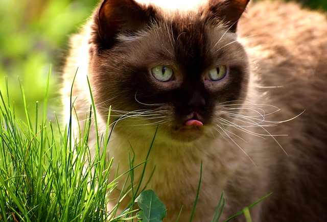 Matatabi (Kedi Otu) Nedir, Ne İçin Kullanılır?