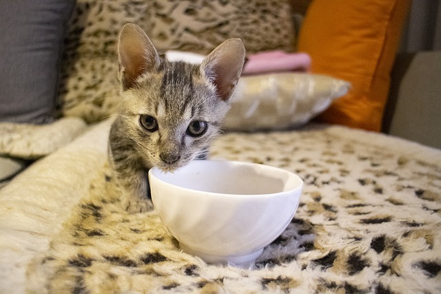 Yavru Kedi Maması Seçerken Dikkat Edilmesi Gerekenler Nelerdir?