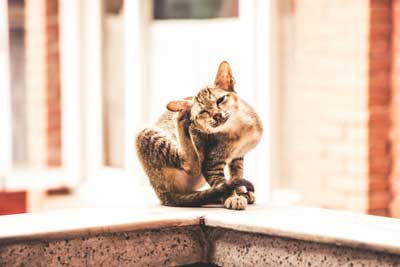 Kedilerde En Sık Görülen Cilt ve Deri Hastalıkları Hangileridir?