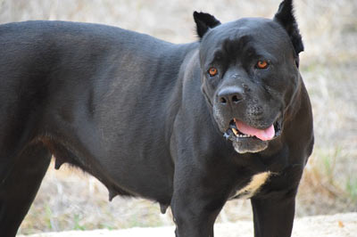 Cane Corso Cinsi Özellikleri ve Eğitimi Hakkında Bilgiler!