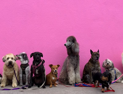 Terrier Köpek Cinsleri ve Özellikleri