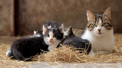 Hamile ve Emziren Kedilerin Beslenmesi ve Bakımları