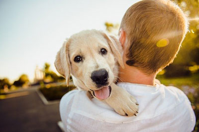 Yeni Köpek Sahiplenecekler İçin Tavsiyeler!