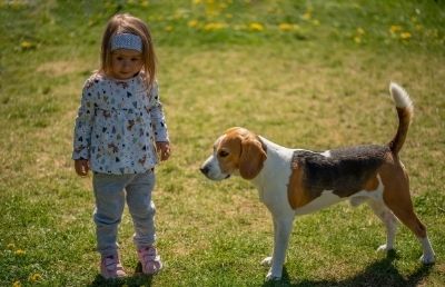 Beagle Cinsi Köpekler - Bakımı ve Özellikleri