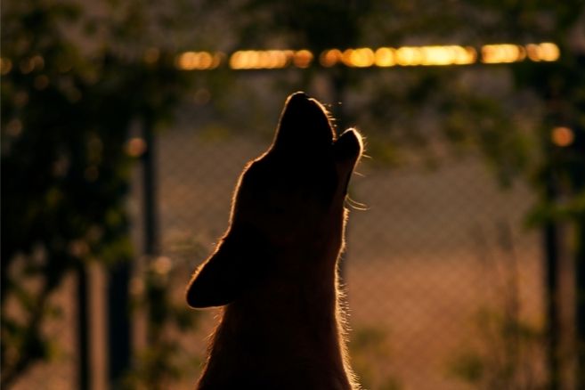 Köpekler Geceleri ve Ezan Sesi Duyunca Neden Ulur?