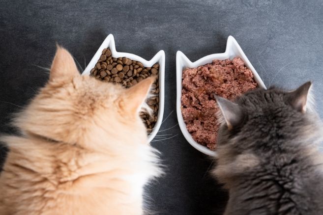 Kediler İçin Zararlı Yiyecekler Nelerdir?