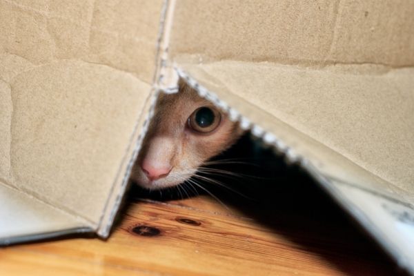 Kediler Neden Saklanır?