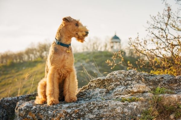 Airedale Terrier Cinsi Özellikleri 