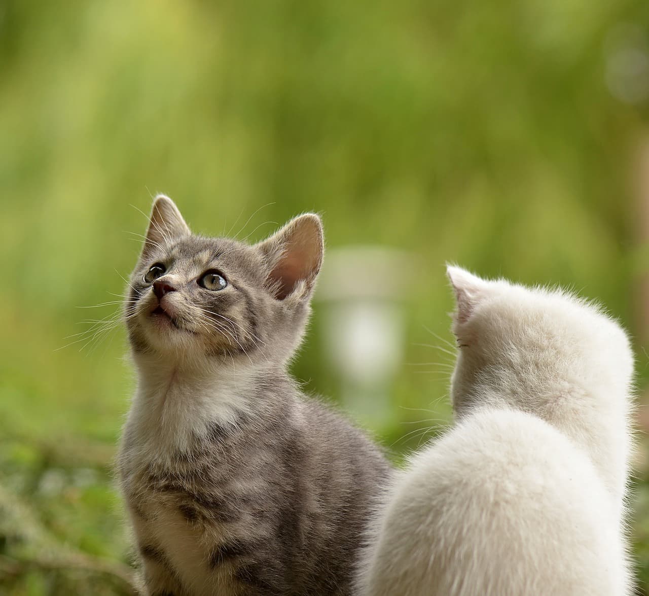 En Popüler Kedi Cinsleri Özellikleri ve Mama Önerileri