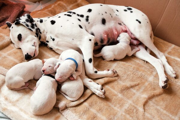 Köpeklerde Hamilelik Süreci & Gebelik Belirtileri