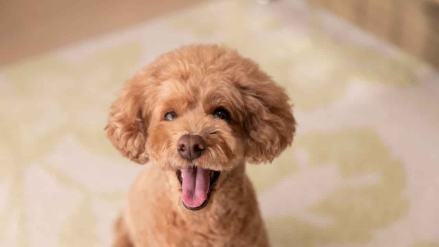 Toy Poodle Köpek Cinsi Özellikleri, Bakımı ve Mama Önerisi