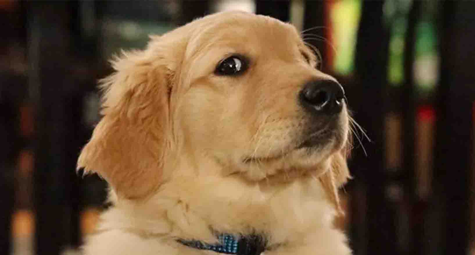 Golden Retriever Özellikleri, Bakımı ve Mama Önerisi