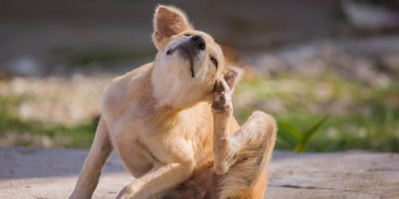 Köpeklerde Alerji Neden Olur ve Tedavisi Nedir? Alerji Belirtileri ve Hipoalerjenik Mama Nedir?