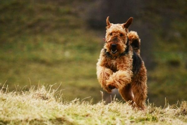 Airedale terrier bakımı zor mu?