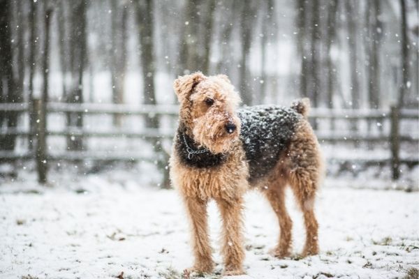 Airedale Terrier Hakkında Bilgiler