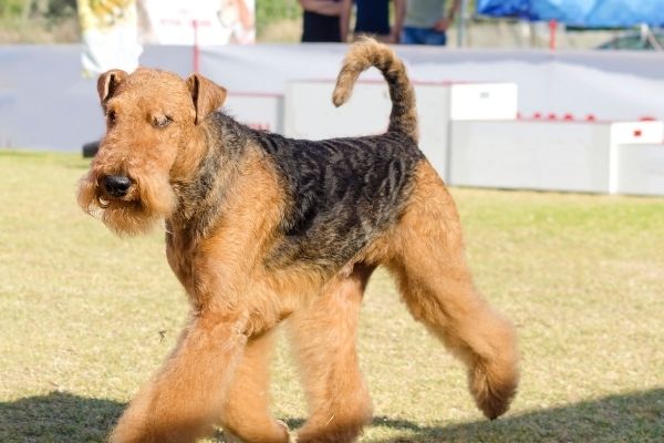 Airedale Terrier Eğitimi Kolay mıdır?