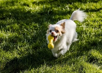 Köpeğimle hangi oyunları oynayabilirim