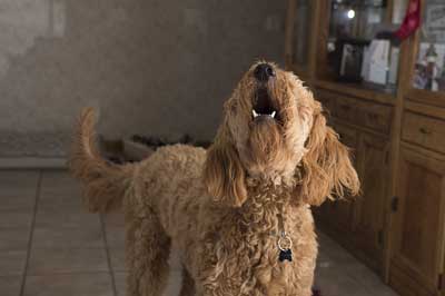 Köpeğin evde havlama sorunu ve çözümü