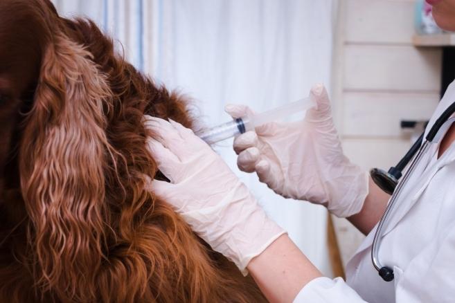 Köpeklerde kanlı ishal aşısı ve korunma yolları