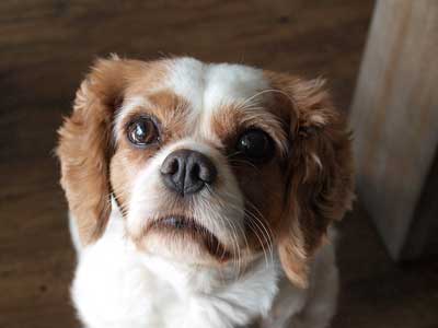 Köpekler Sahibini Nasıl Görür